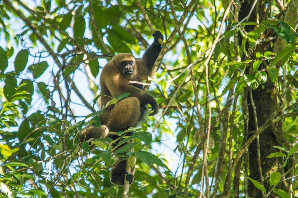 Jamu Lodge Puerto Montufar Kültér fotó