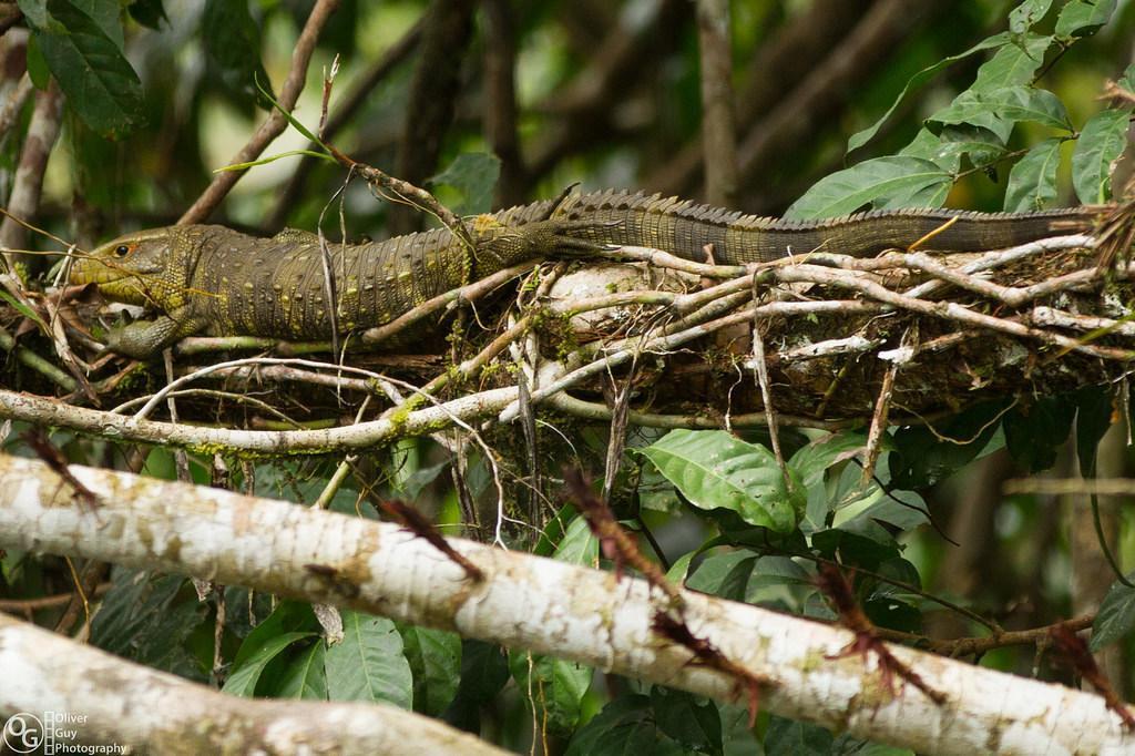 Jamu Lodge Puerto Montufar Kültér fotó