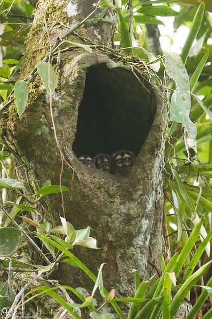 Jamu Lodge Puerto Montufar Kültér fotó
