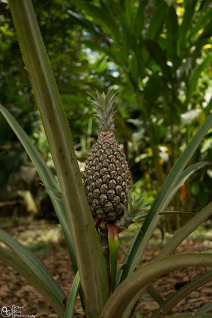 Jamu Lodge Puerto Montufar Kültér fotó