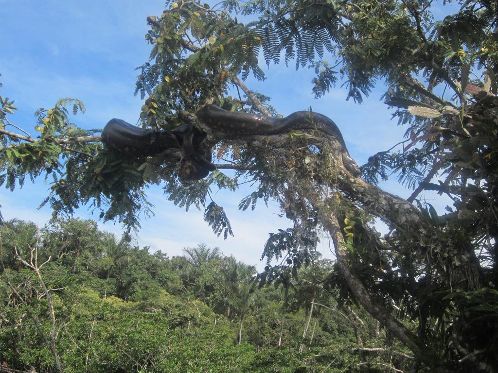 Jamu Lodge Puerto Montufar Kültér fotó